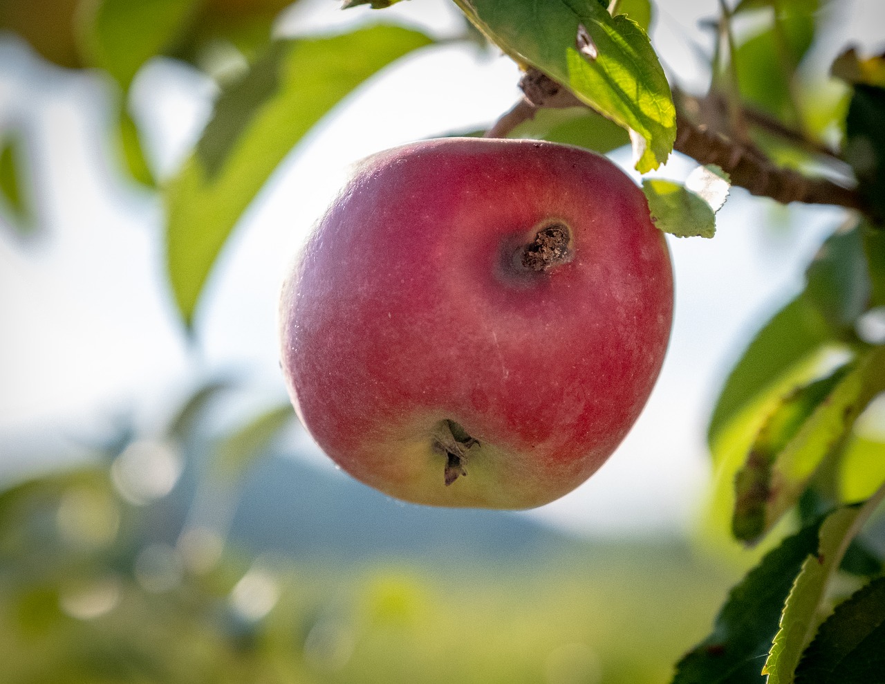 apple  apple tree  fruit free photo