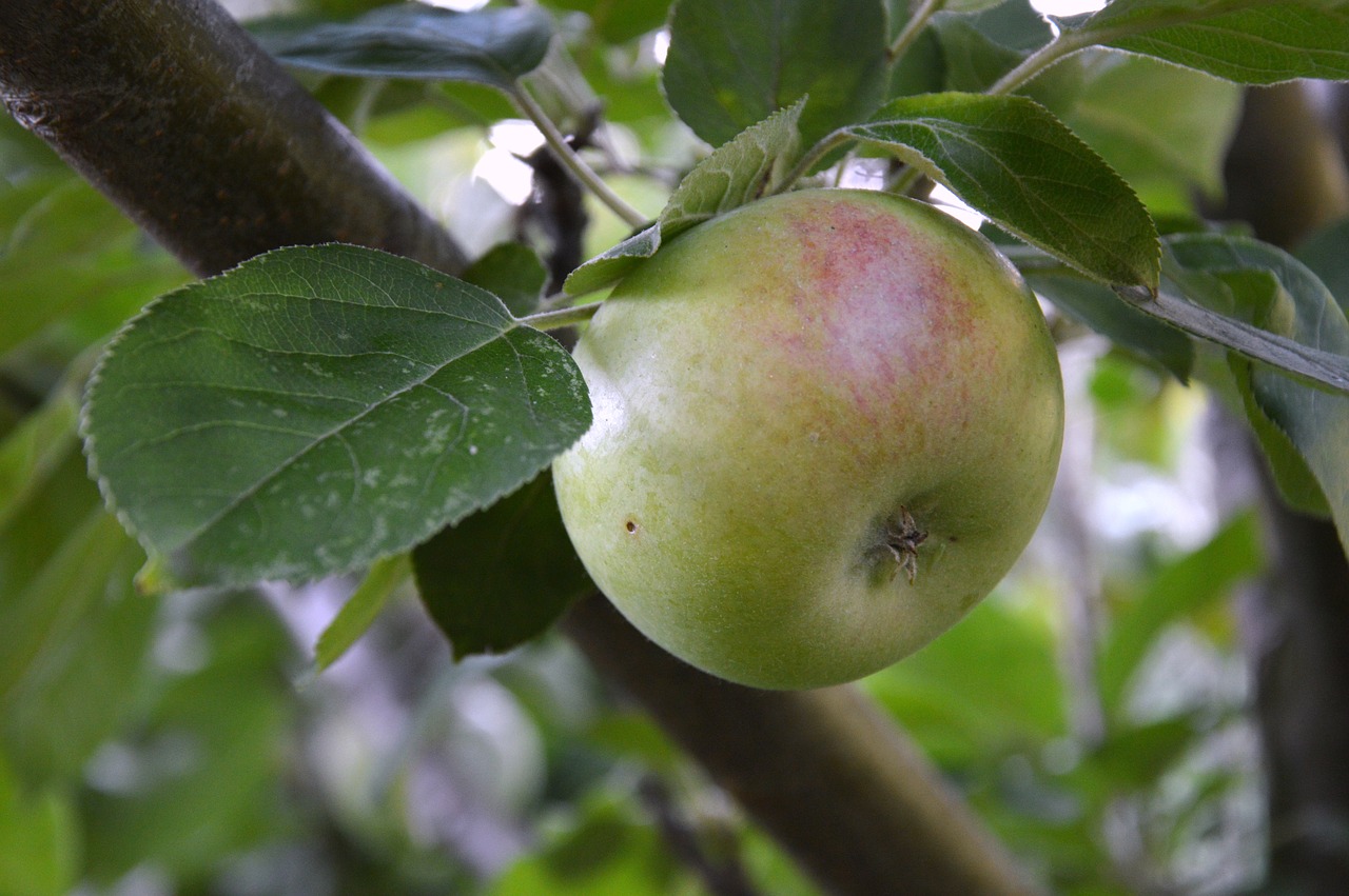 apple  fruit  nature free photo