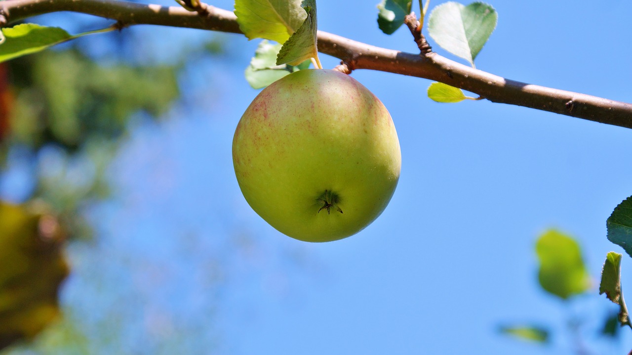 apple  apple tree  fruit free photo