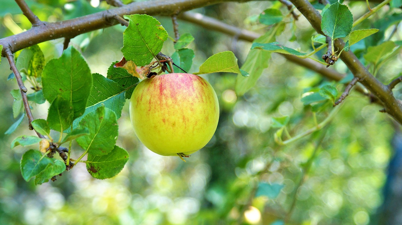 apple  apple tree  fruit free photo