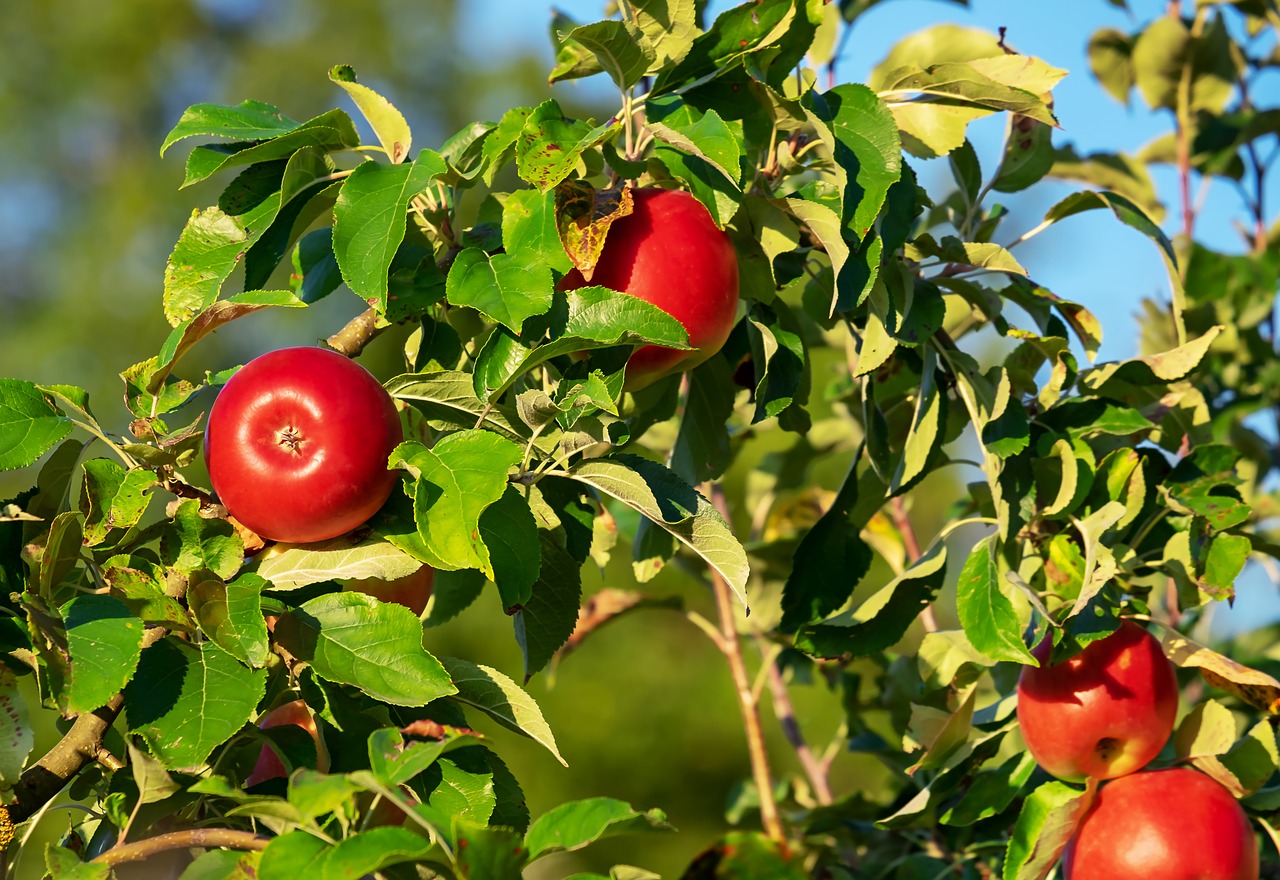 apple  apple tree  apple orchard free photo