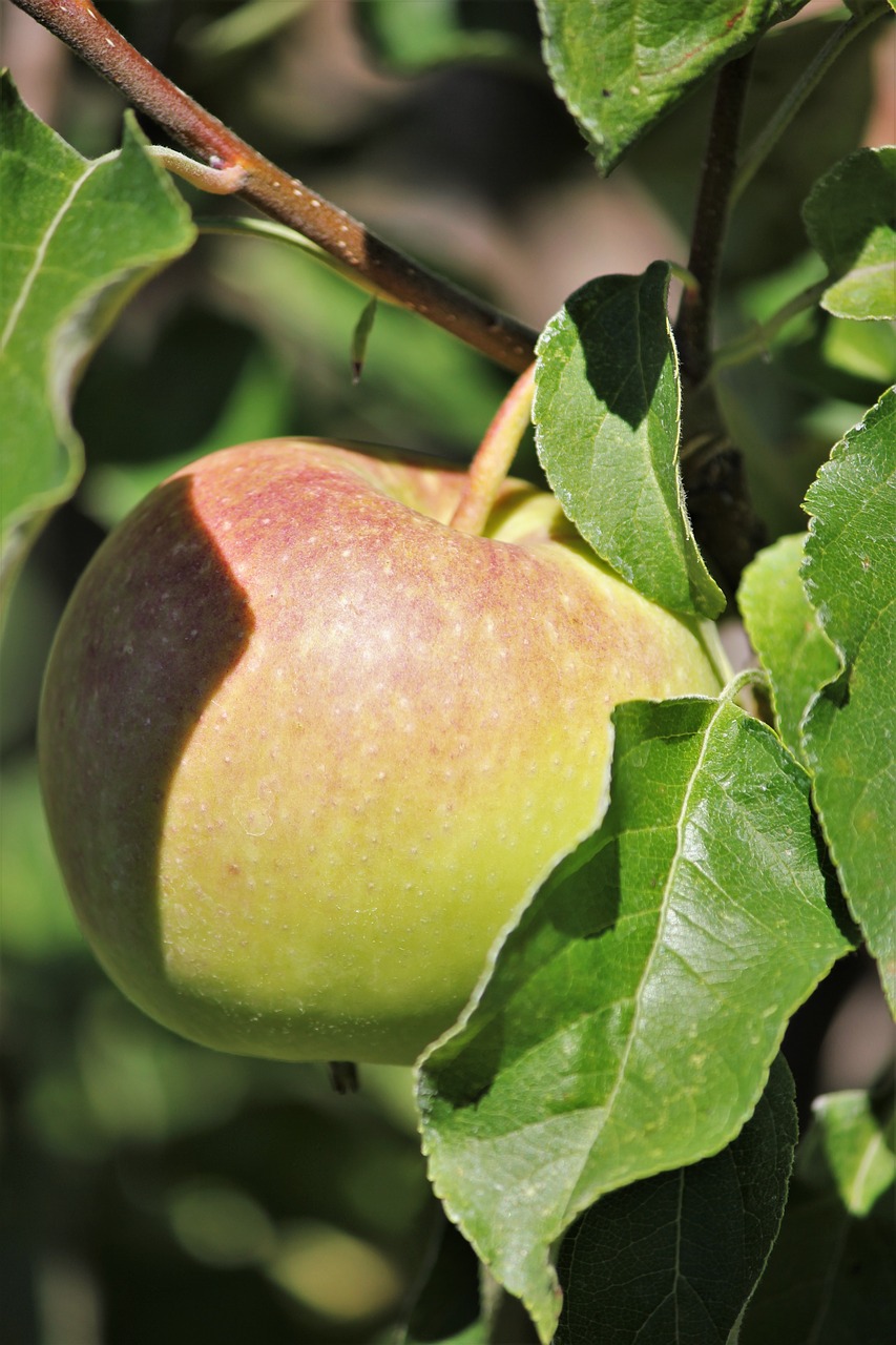 apple  fruit  healthy free photo