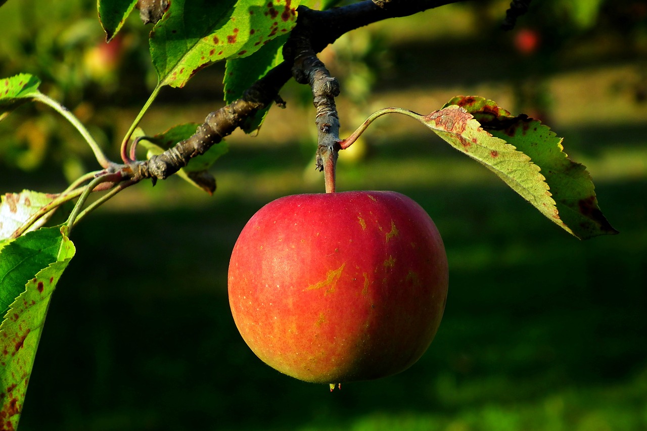 apple  fruit  sprig free photo