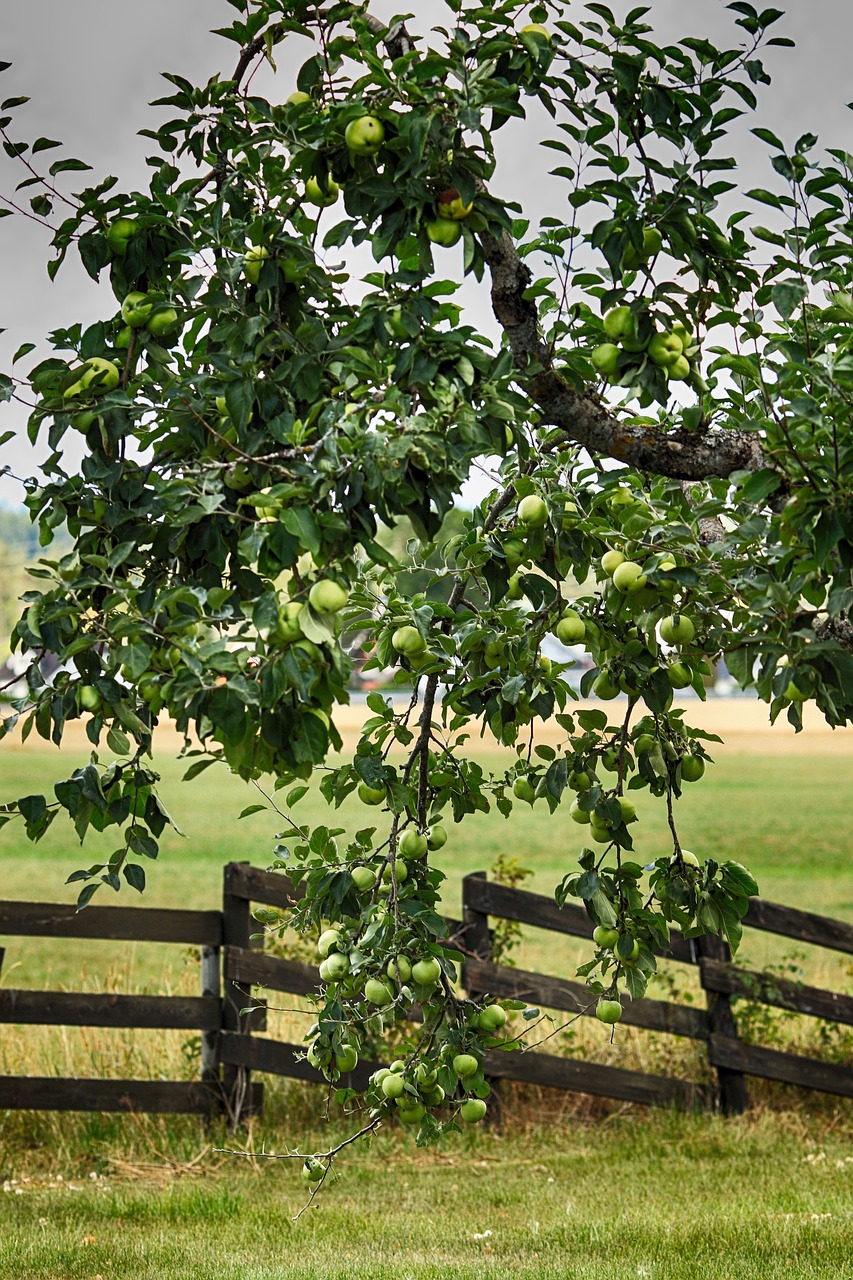 apple  apple tree  fruit free photo