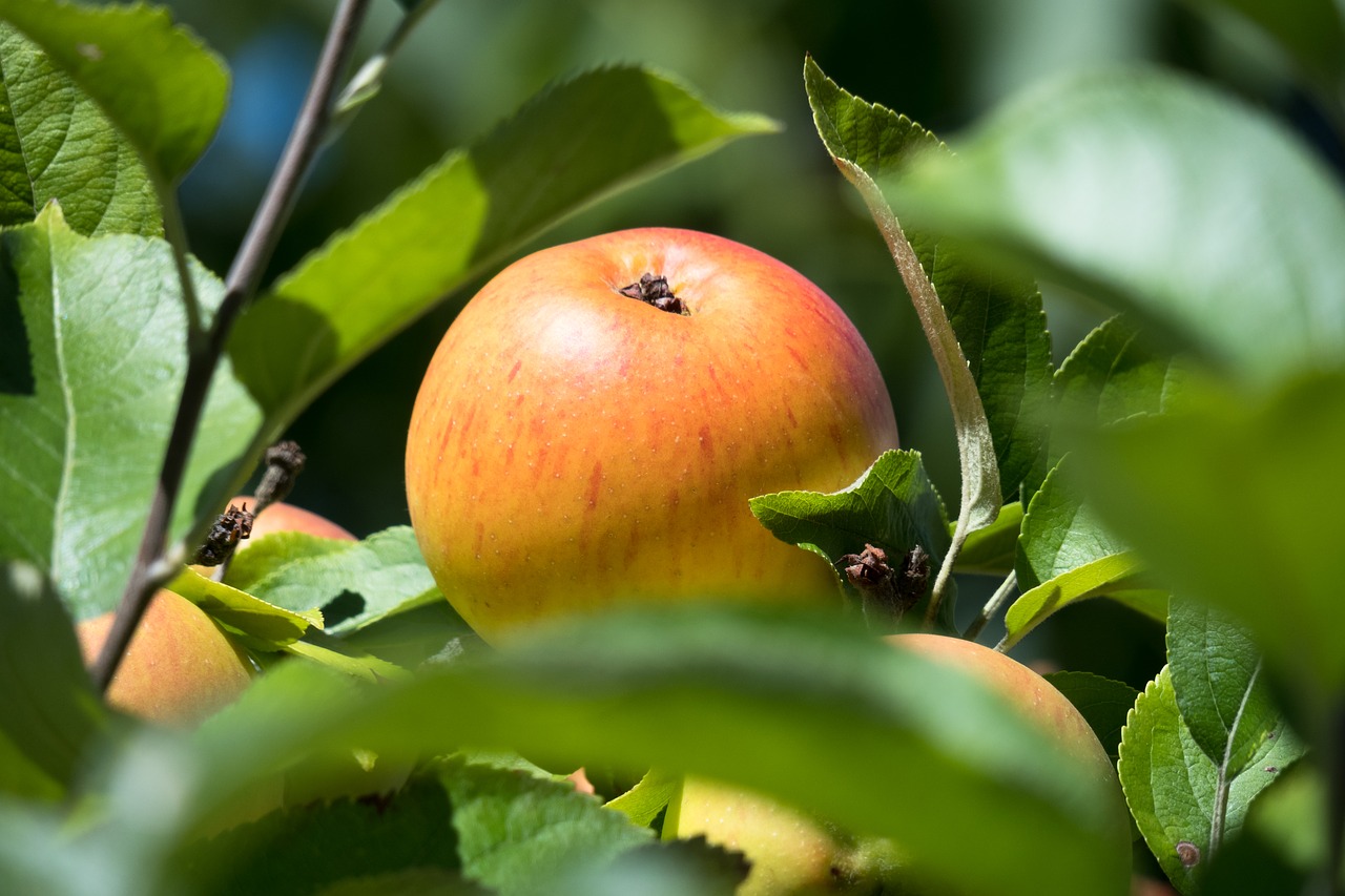 apple  ripe  apple tree free photo