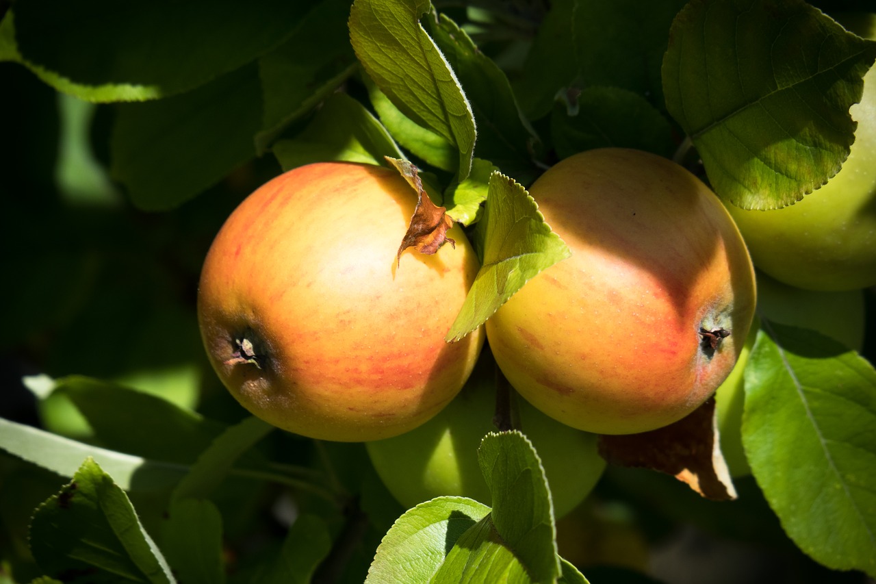 apple  ripe  apple tree free photo