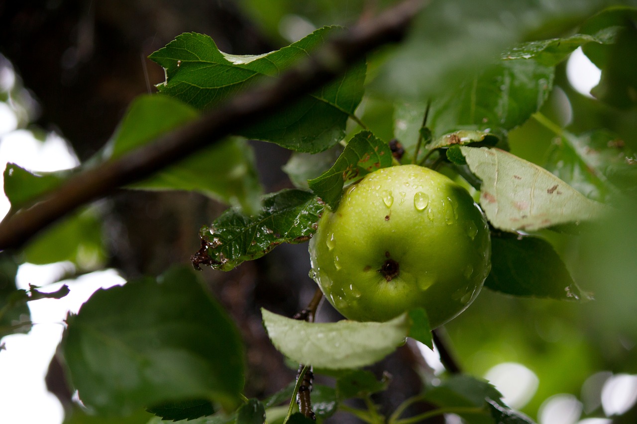 apple  apples  apple tree free photo