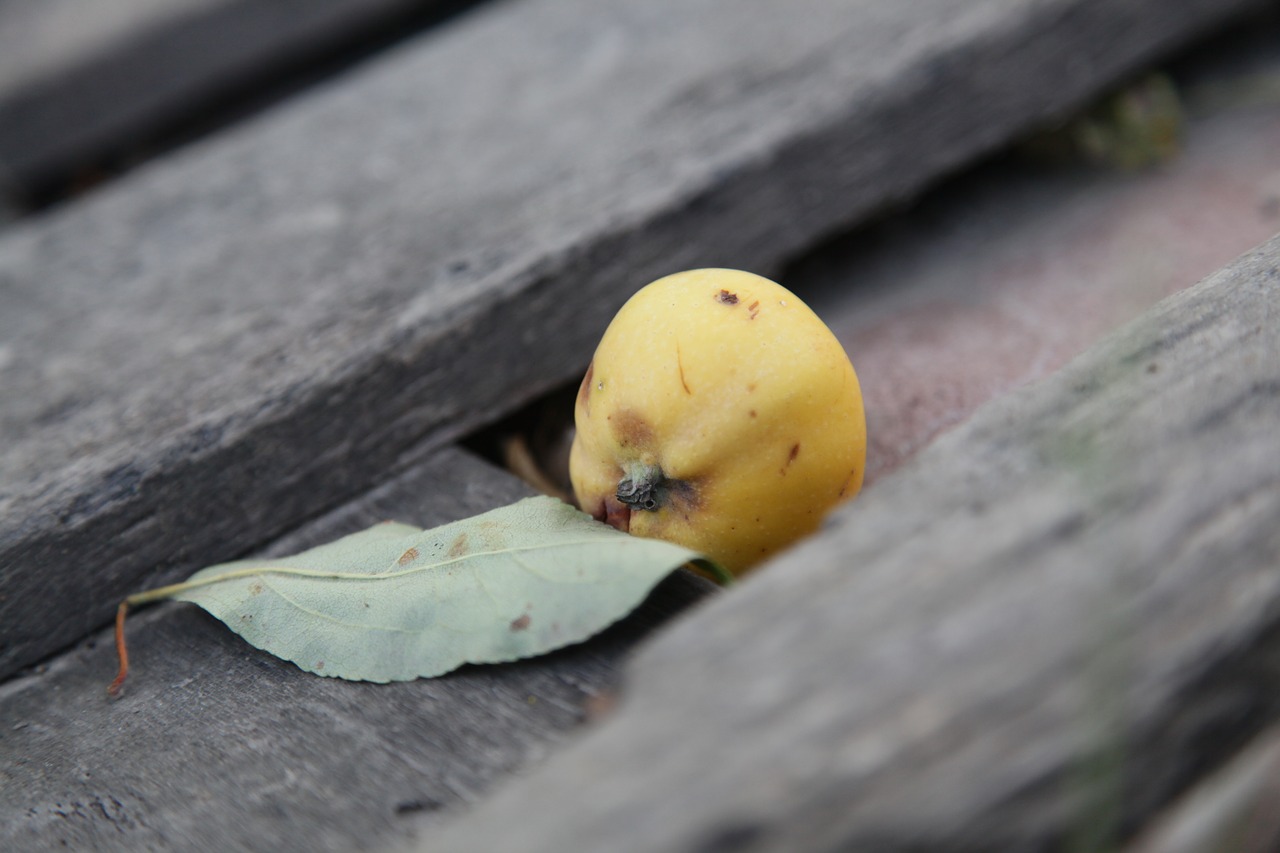 apple  tree  yellow apple free photo