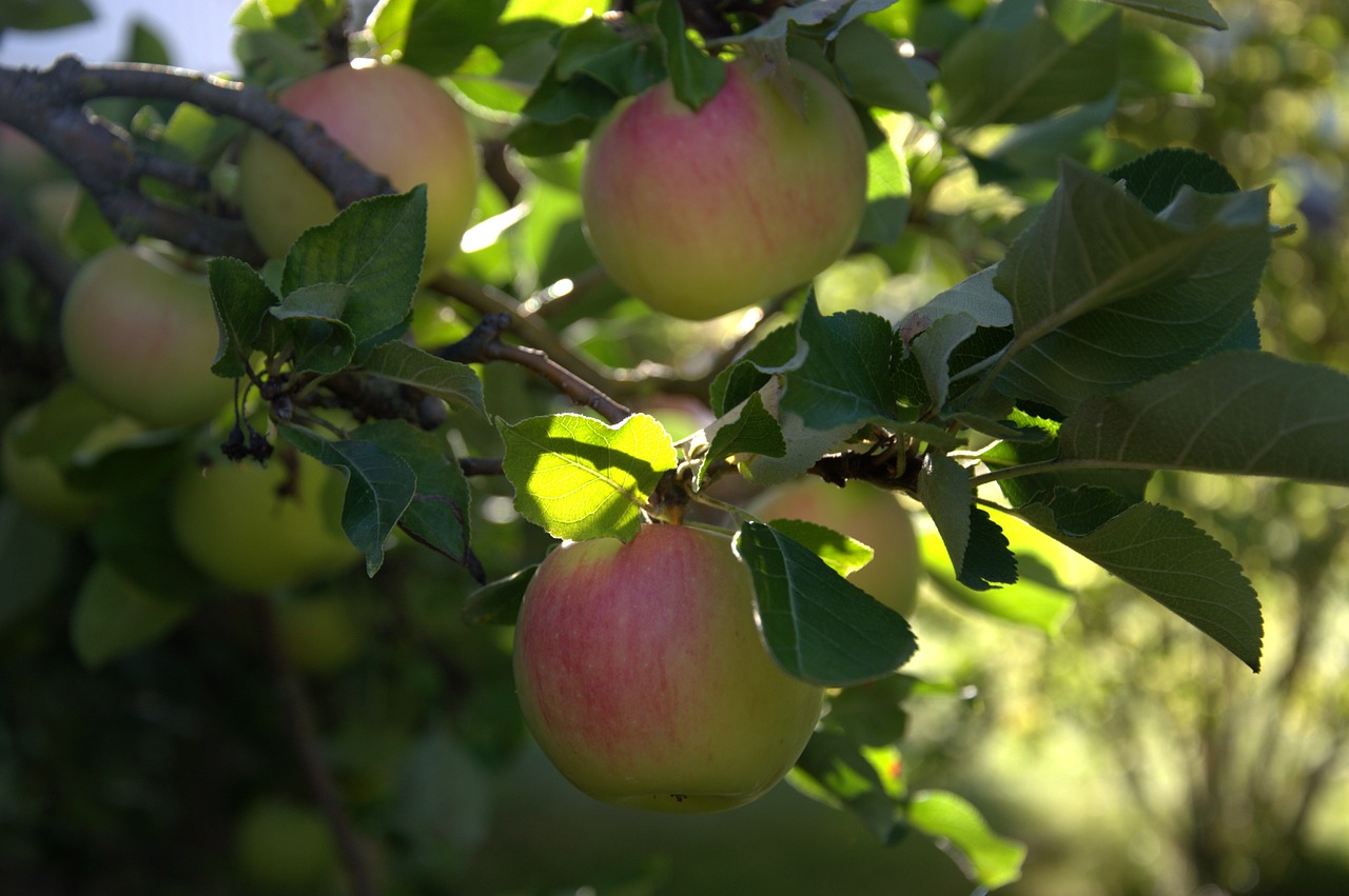 apple  apple tree  fruits free photo