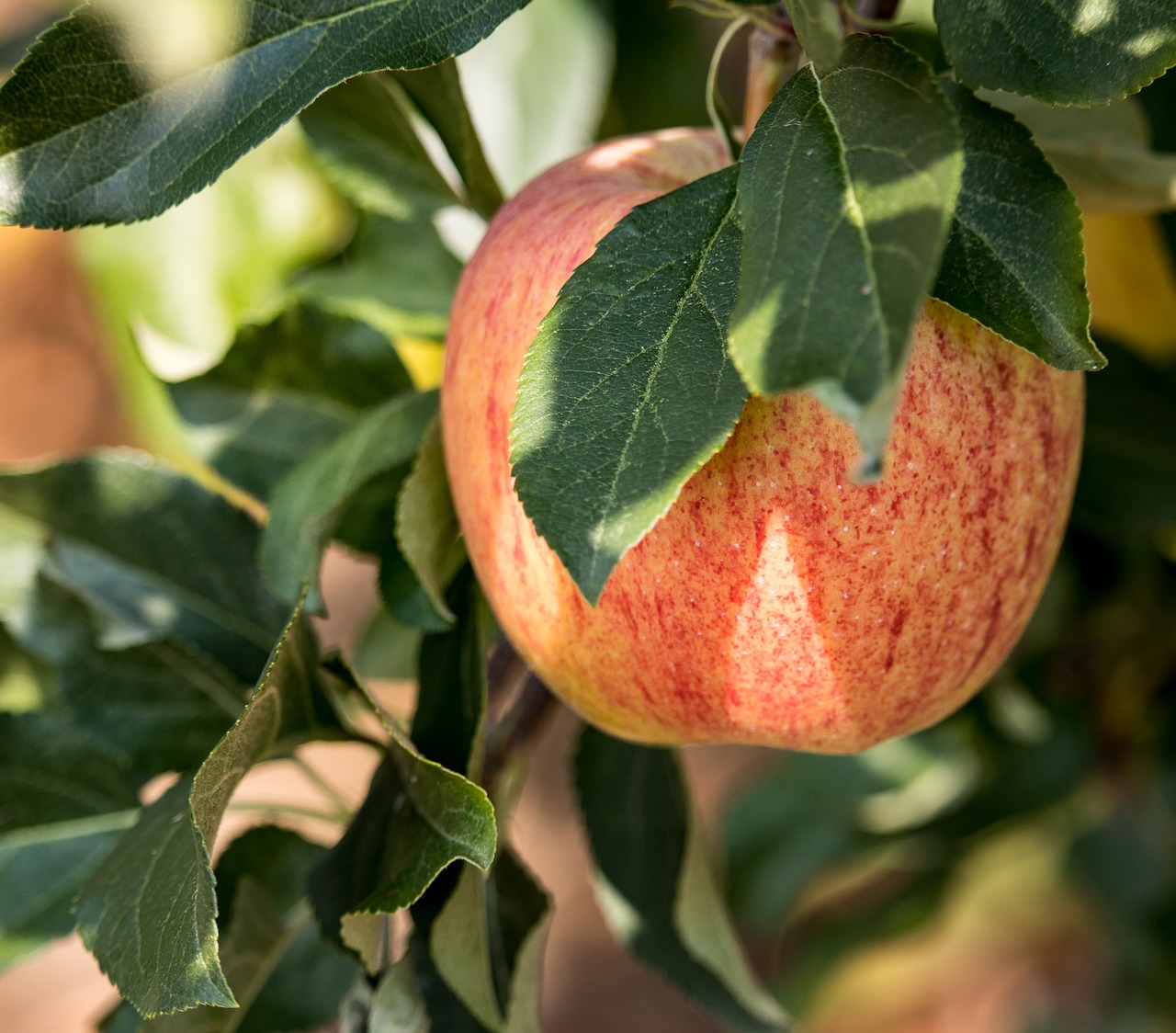 apple  apple tree  fruit free photo