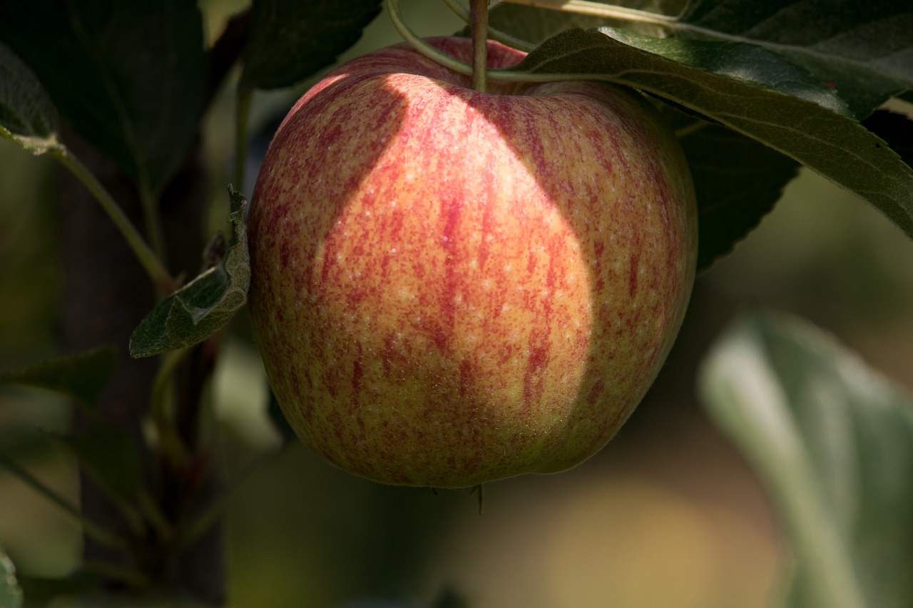 apple  apple tree  fruit free photo