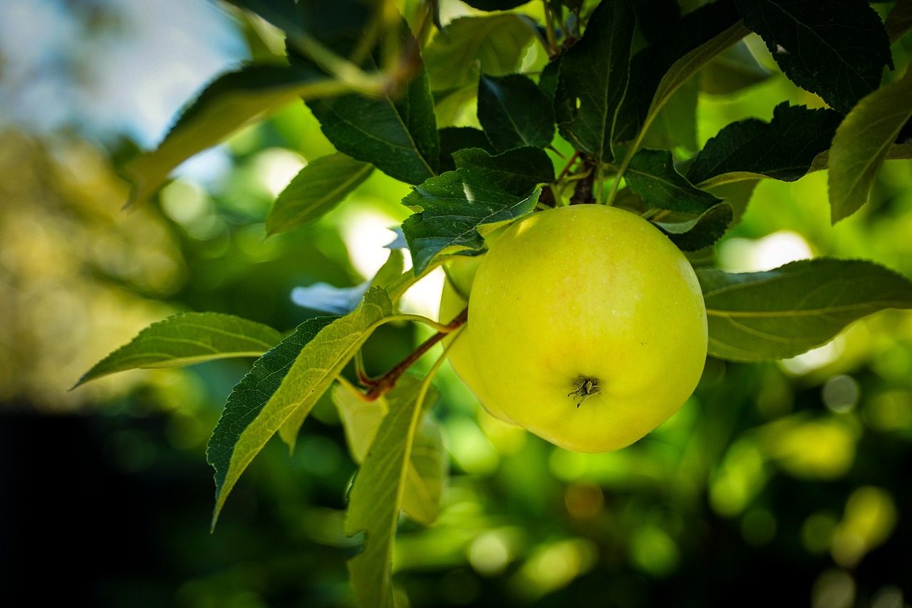 apple  green  tree free photo