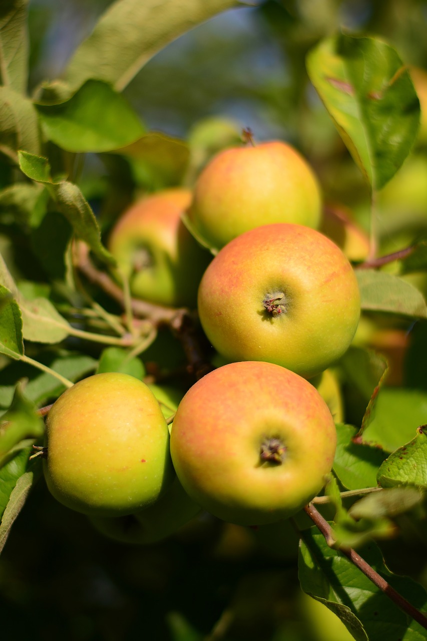 apple  garden  harvest free photo