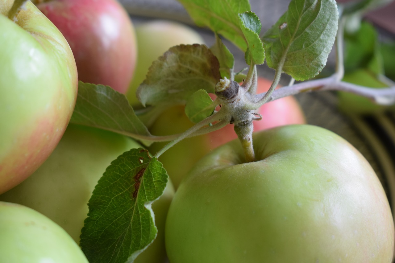 apple  apples  fruit free photo