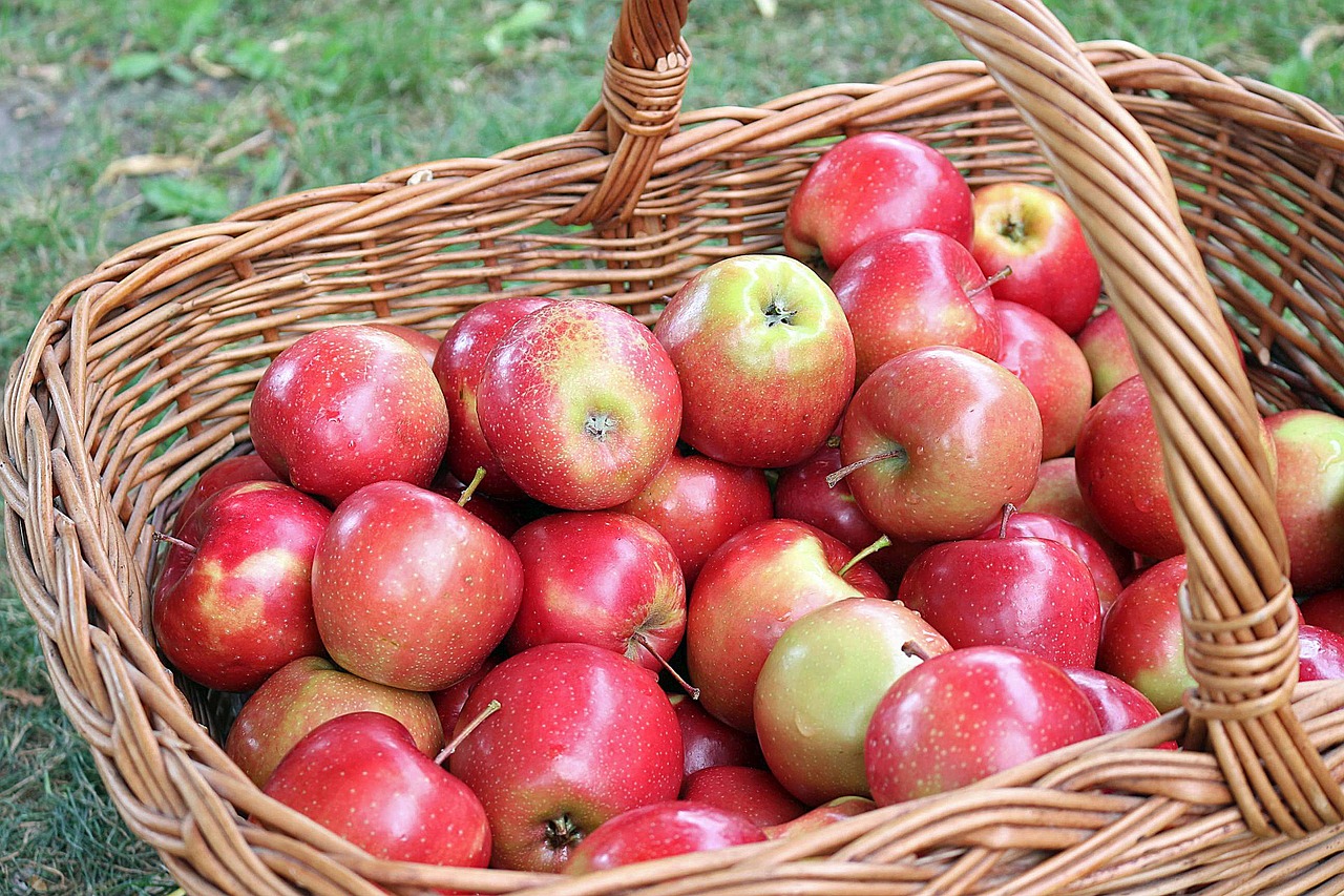 apple  fruit  fresh free photo