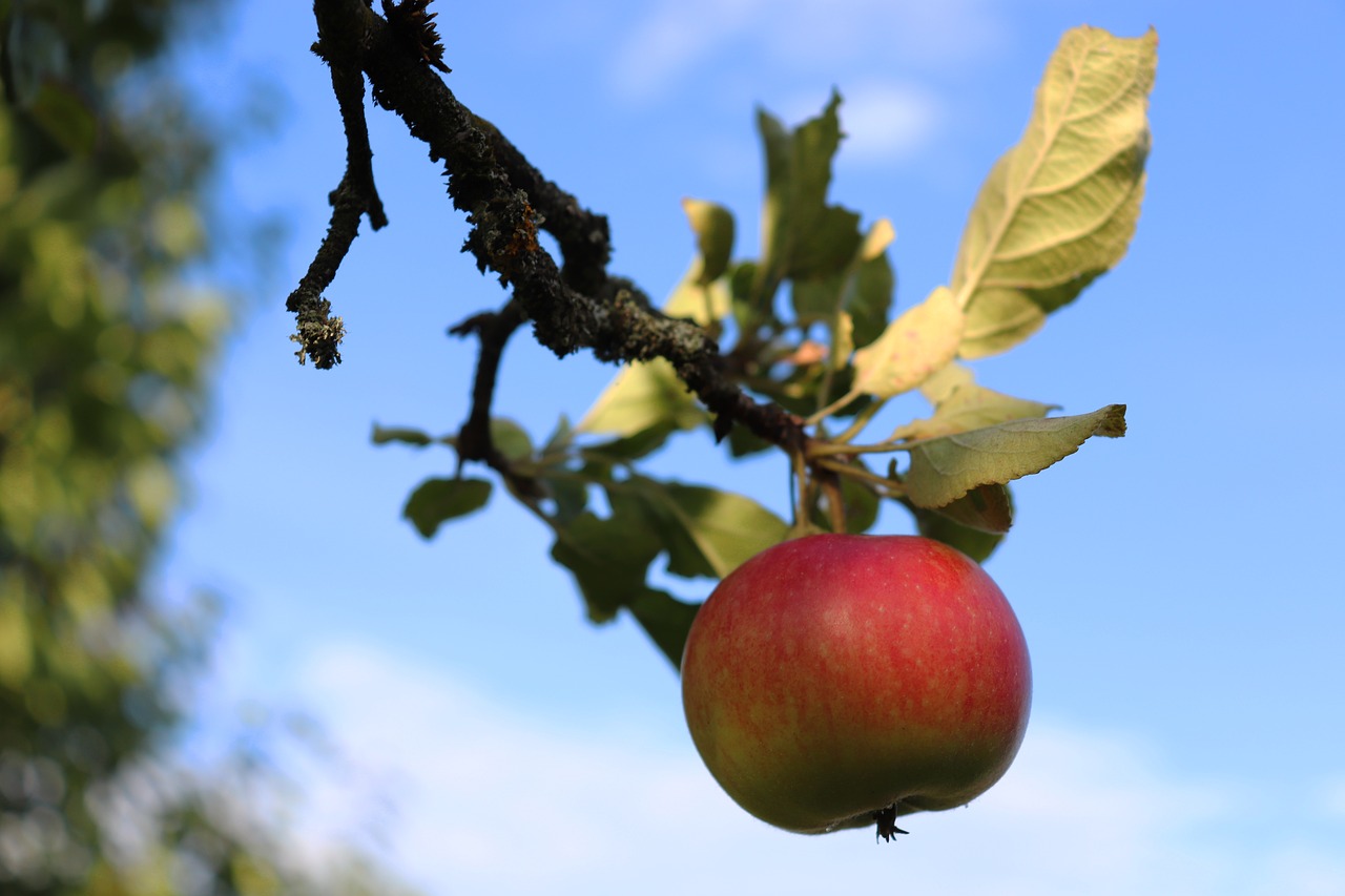 apple  apple tree  red free photo