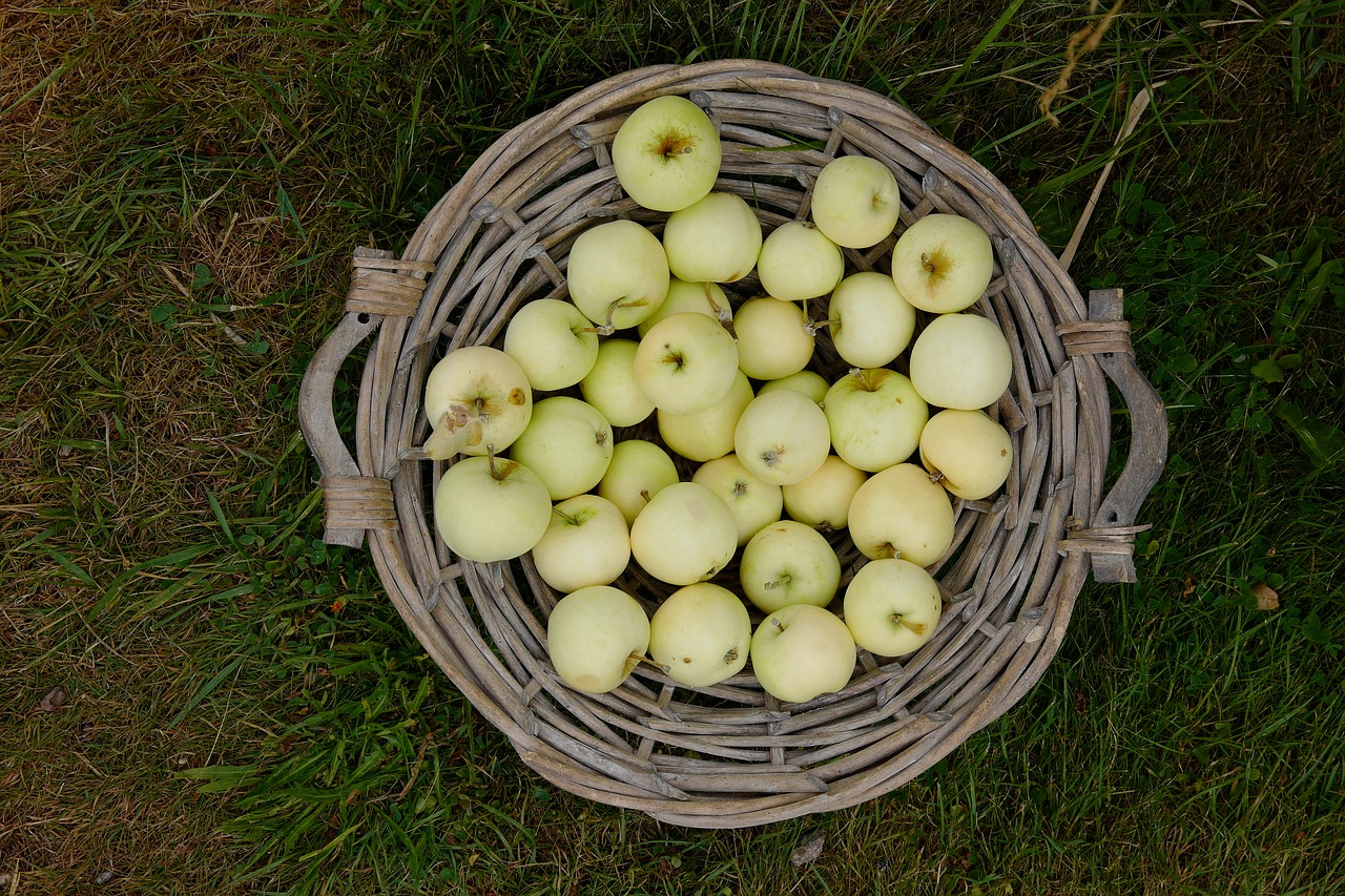 apple  basket  fruit free photo