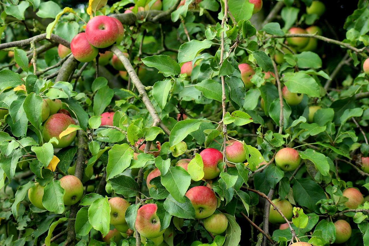 apple  fruit tree  apples free photo