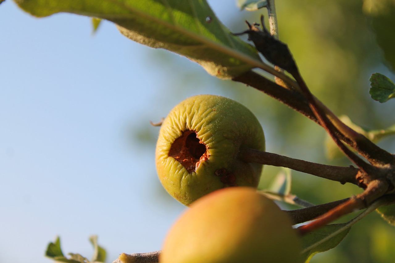 apple  fruit  dry free photo