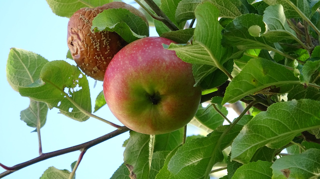 apple  fruit  red free photo