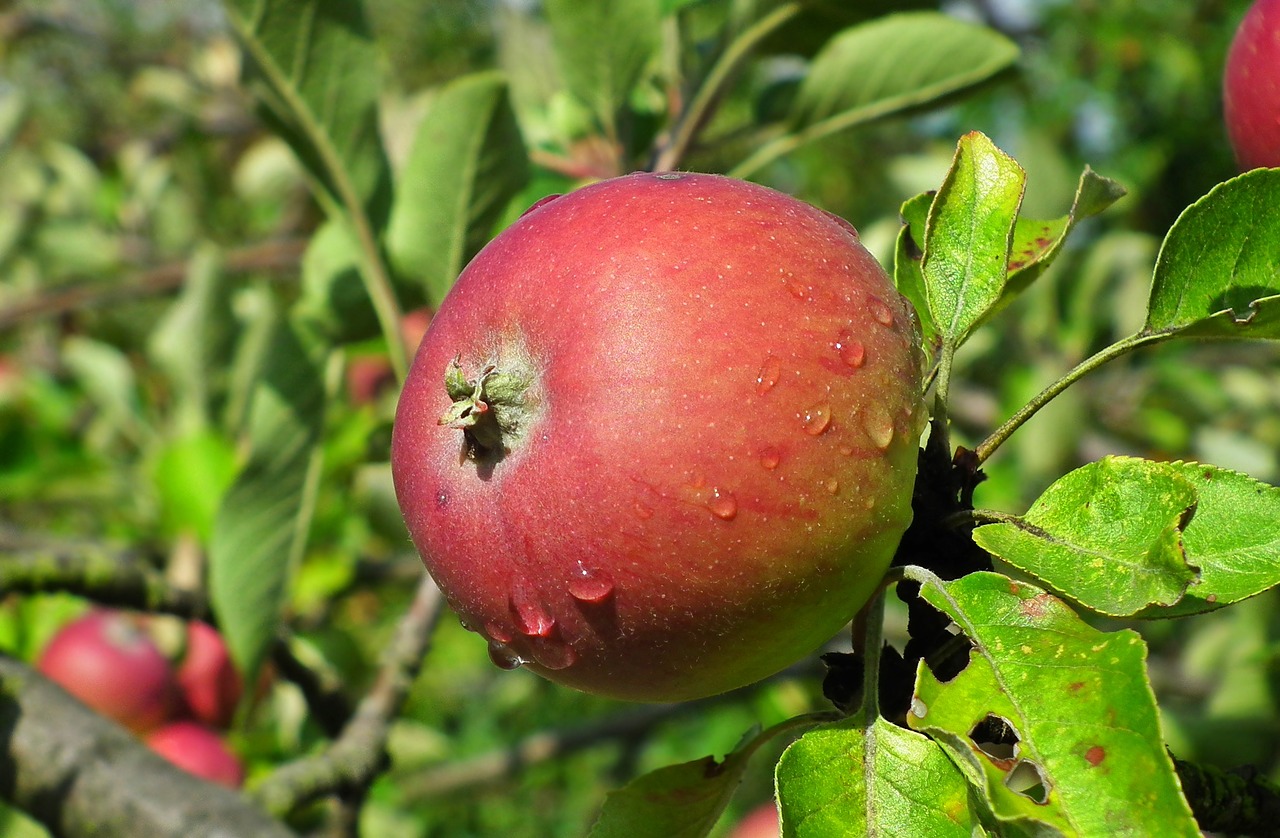 apple  fruit  sprig free photo