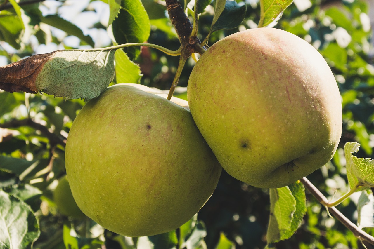 apple  green  healthy free photo