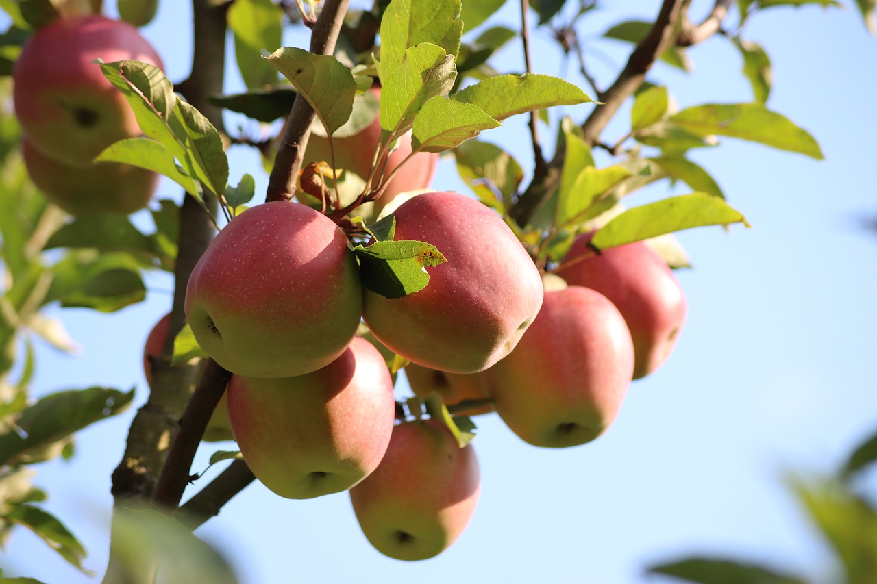 apple  apples  fruit free photo