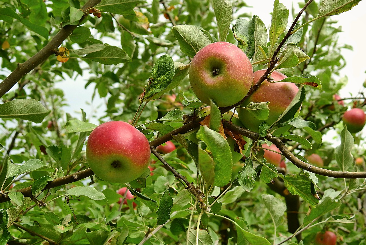 apple  apples  tree free photo