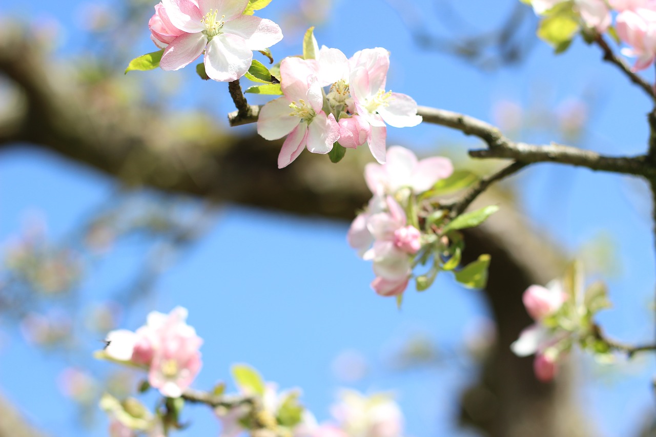 apple  apple tree  apple tree blossom free photo