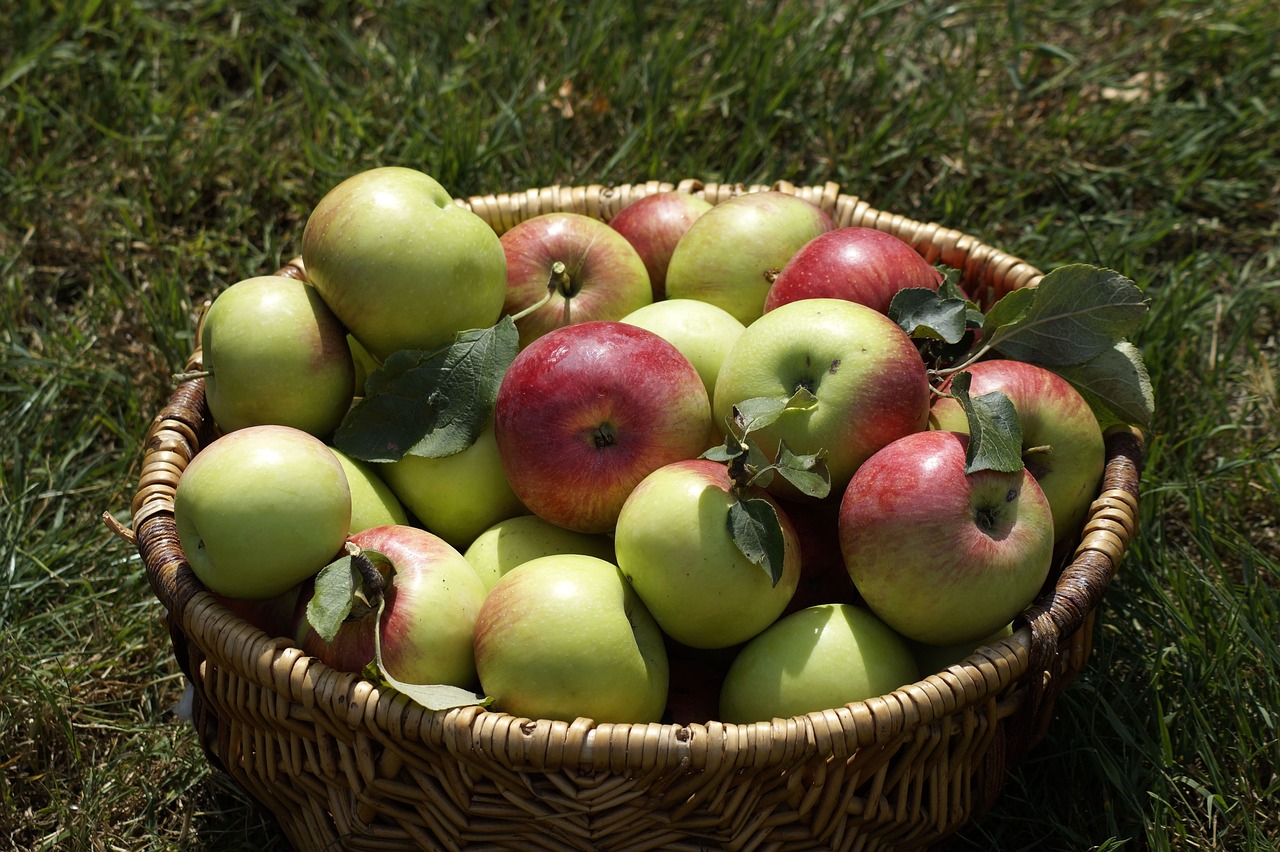 apple  basket  garden free photo