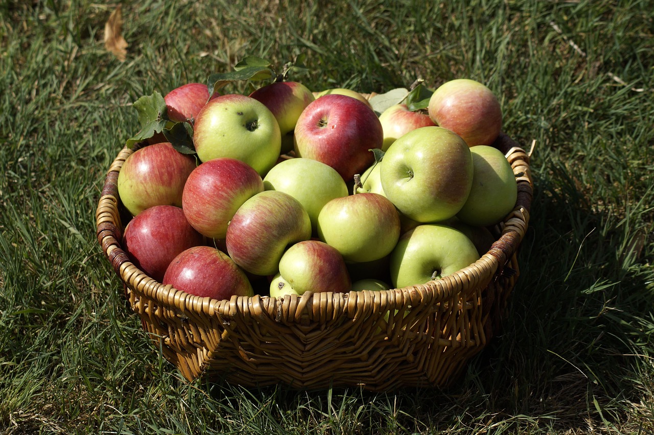 apple  basket  garden free photo