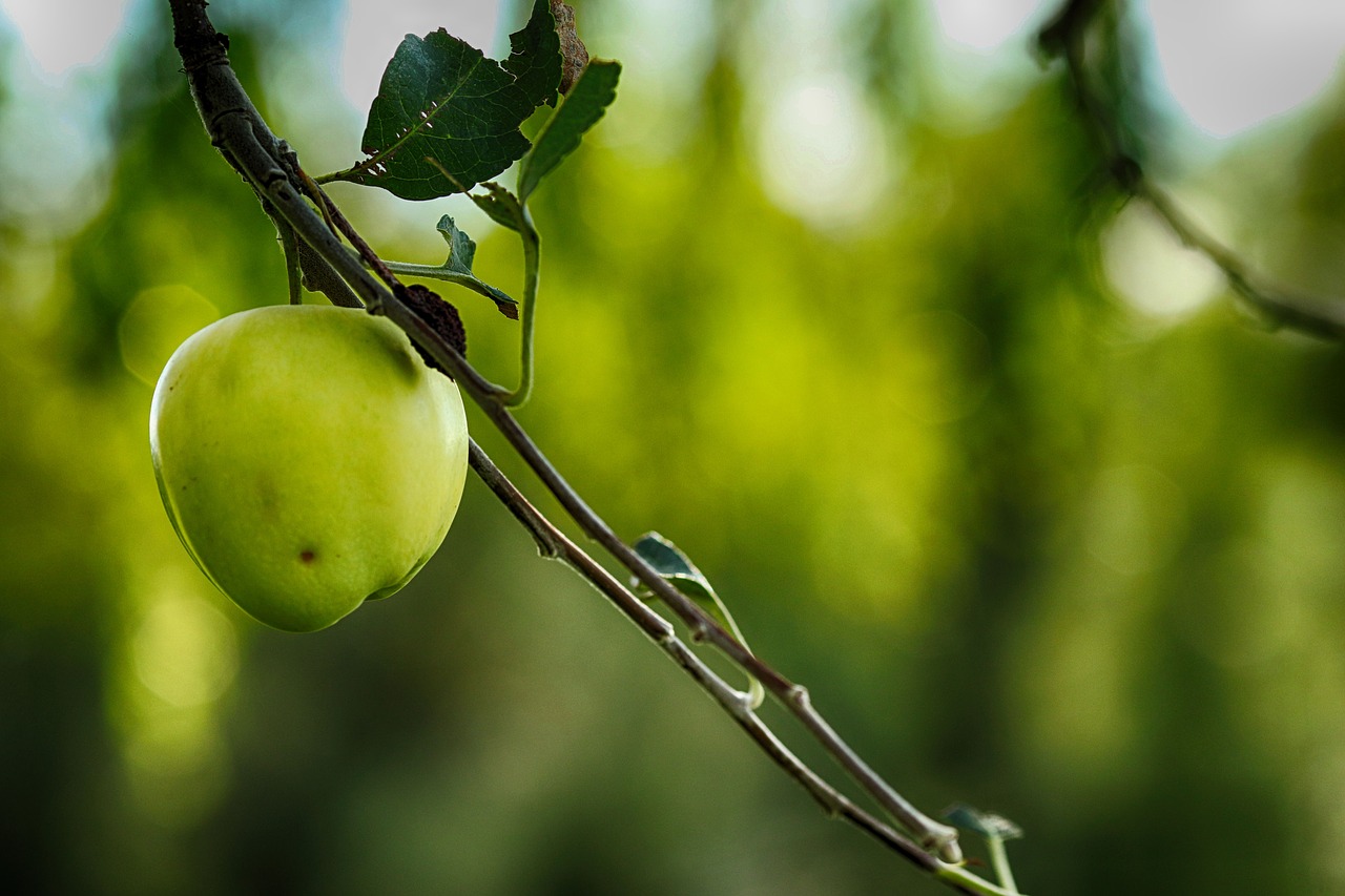 apple  apple tree  leaf free photo