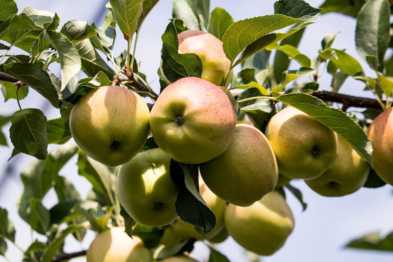 apple  apple tree  fruits free photo