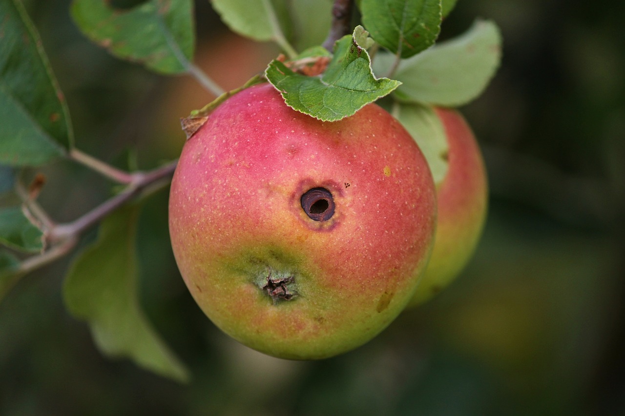 apple  worm hole  fruit free photo