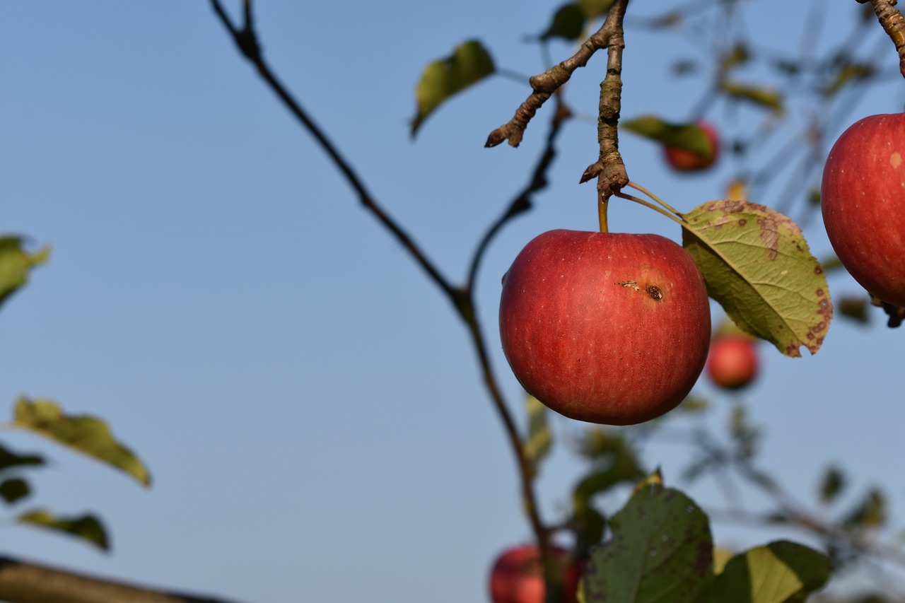 apple  autumn  fruit free photo