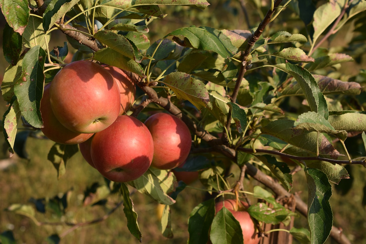 apple  autumn  fruit free photo