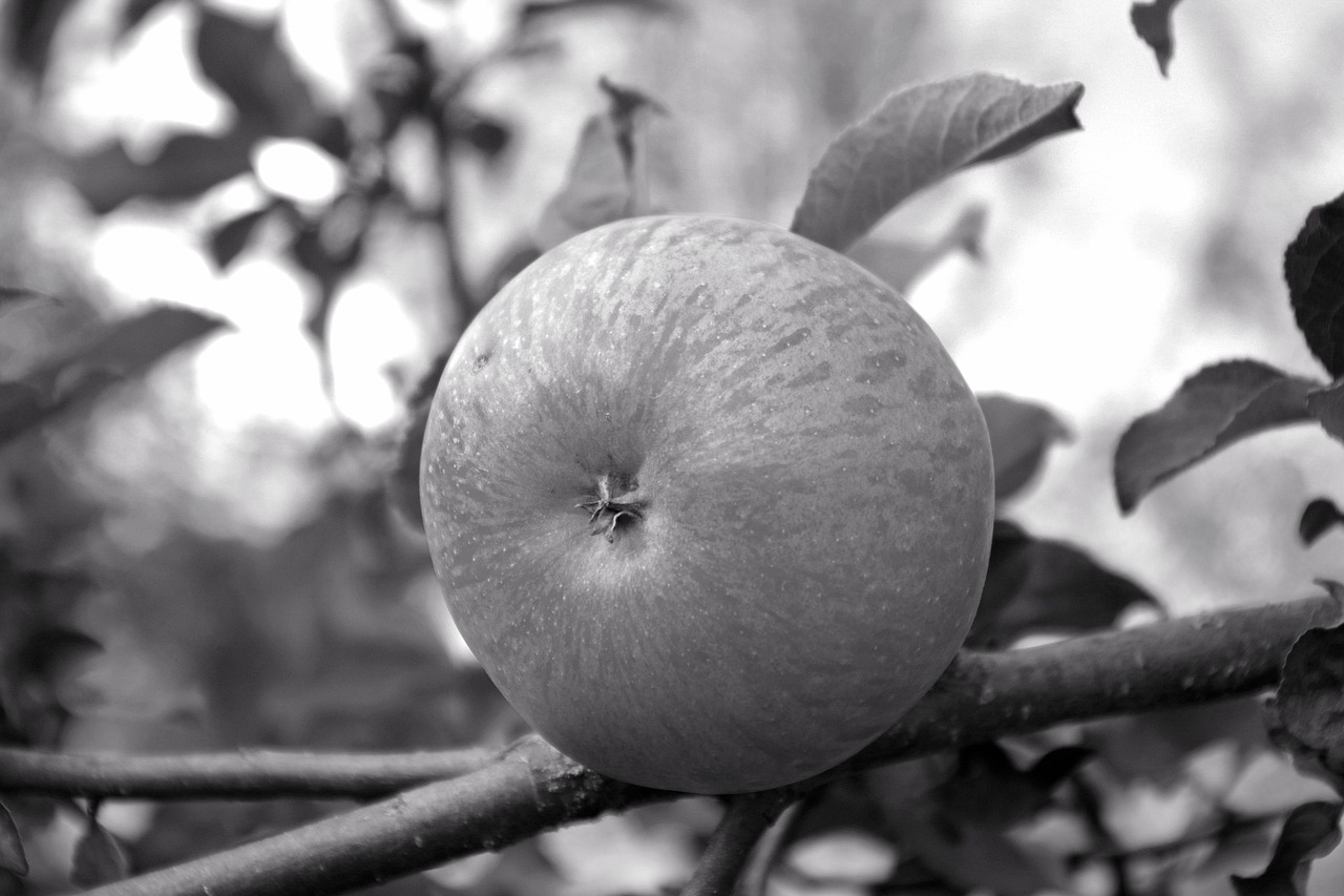 apple  tree  fruit free photo