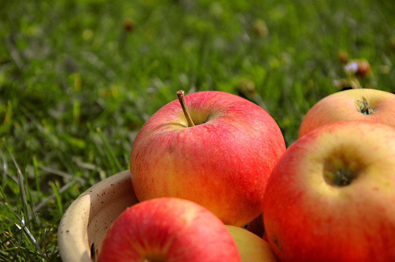 apple  fruit  pome fruit free photo
