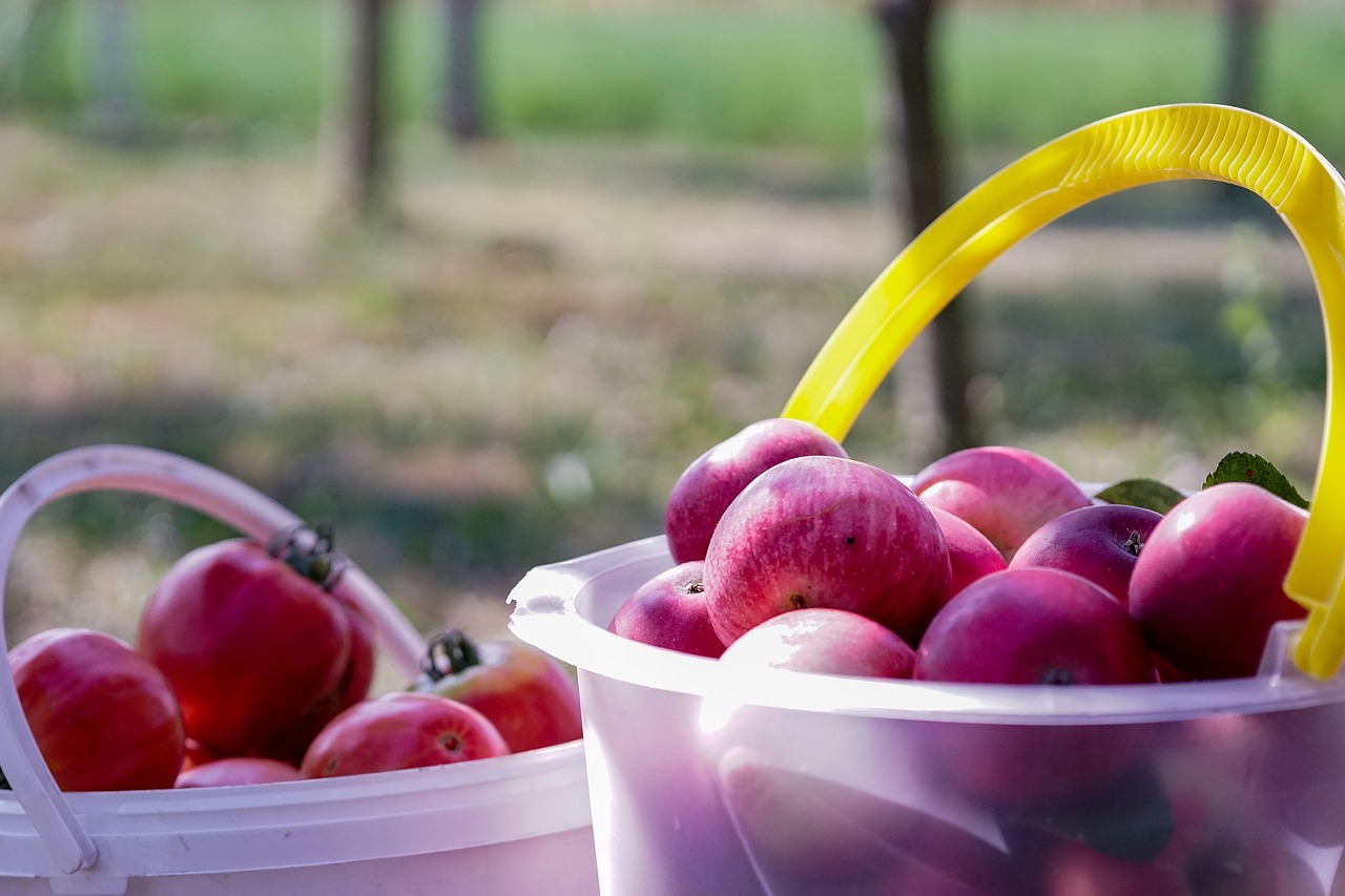 apple  red  fruit free photo