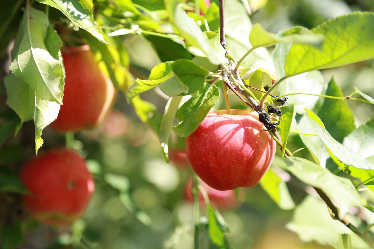 apple  apple tree  fruit free photo