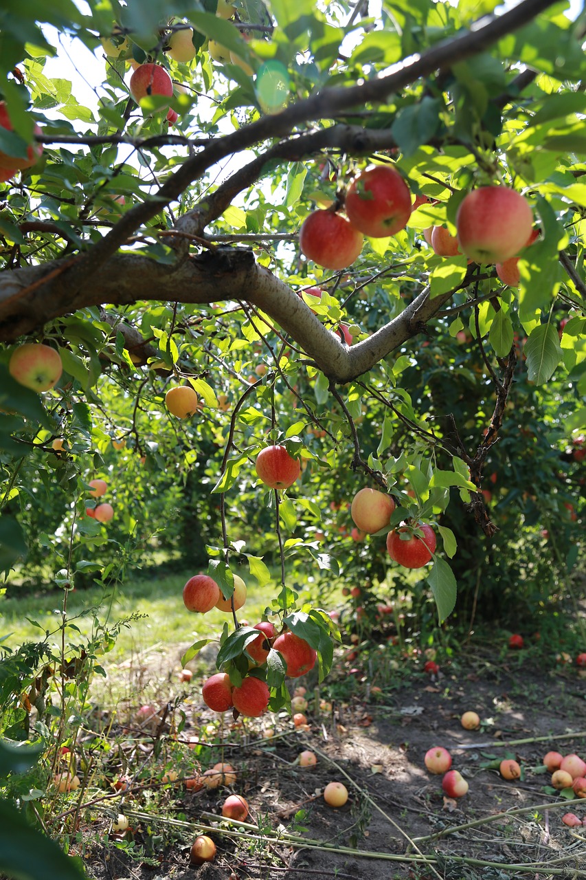 apple  apple tree  fruit free photo