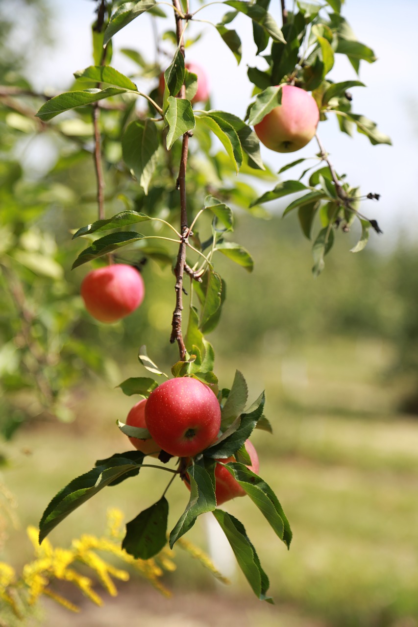 apple  apple tree  fruit free photo