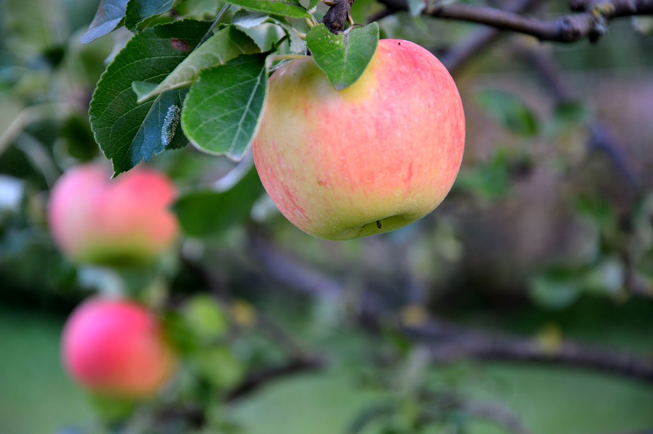 apple  fruit  fruits free photo