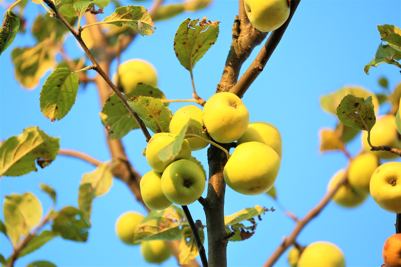 apple  fruit  nature free photo