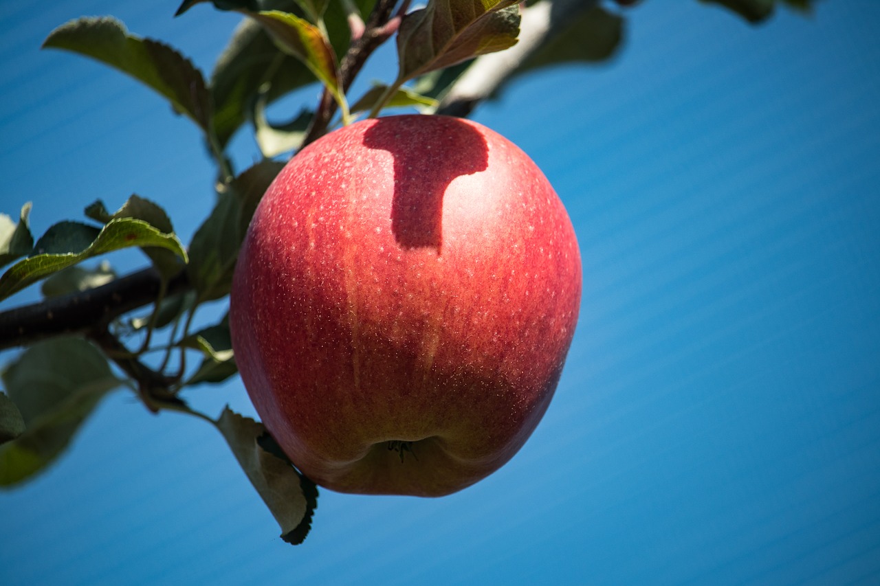 apple  apple tree  pome fruit free photo