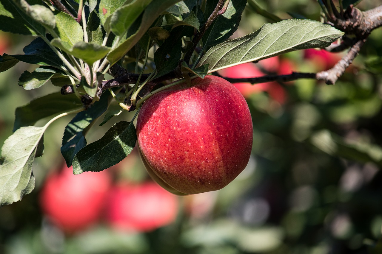 apple  apple tree  pome fruit free photo