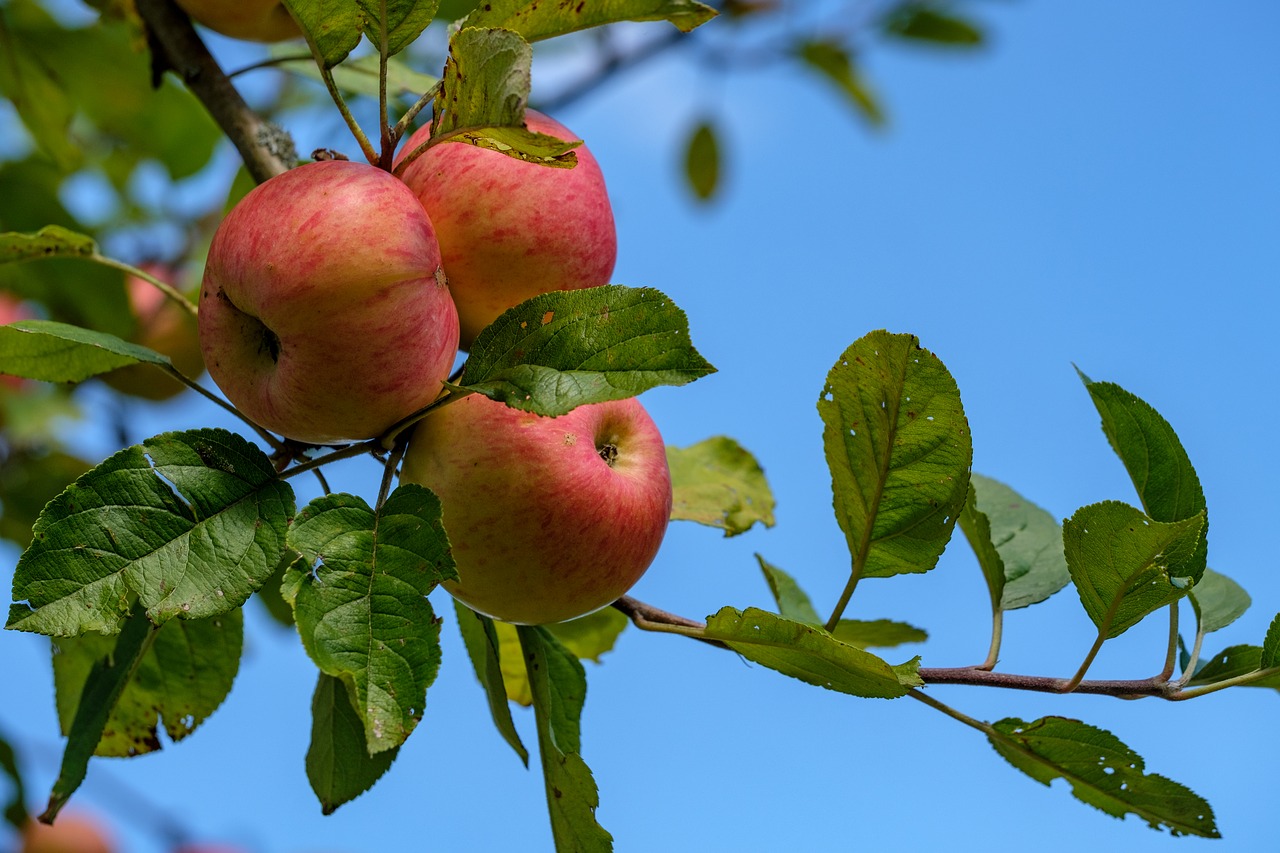 apple  fruit  fruits free photo