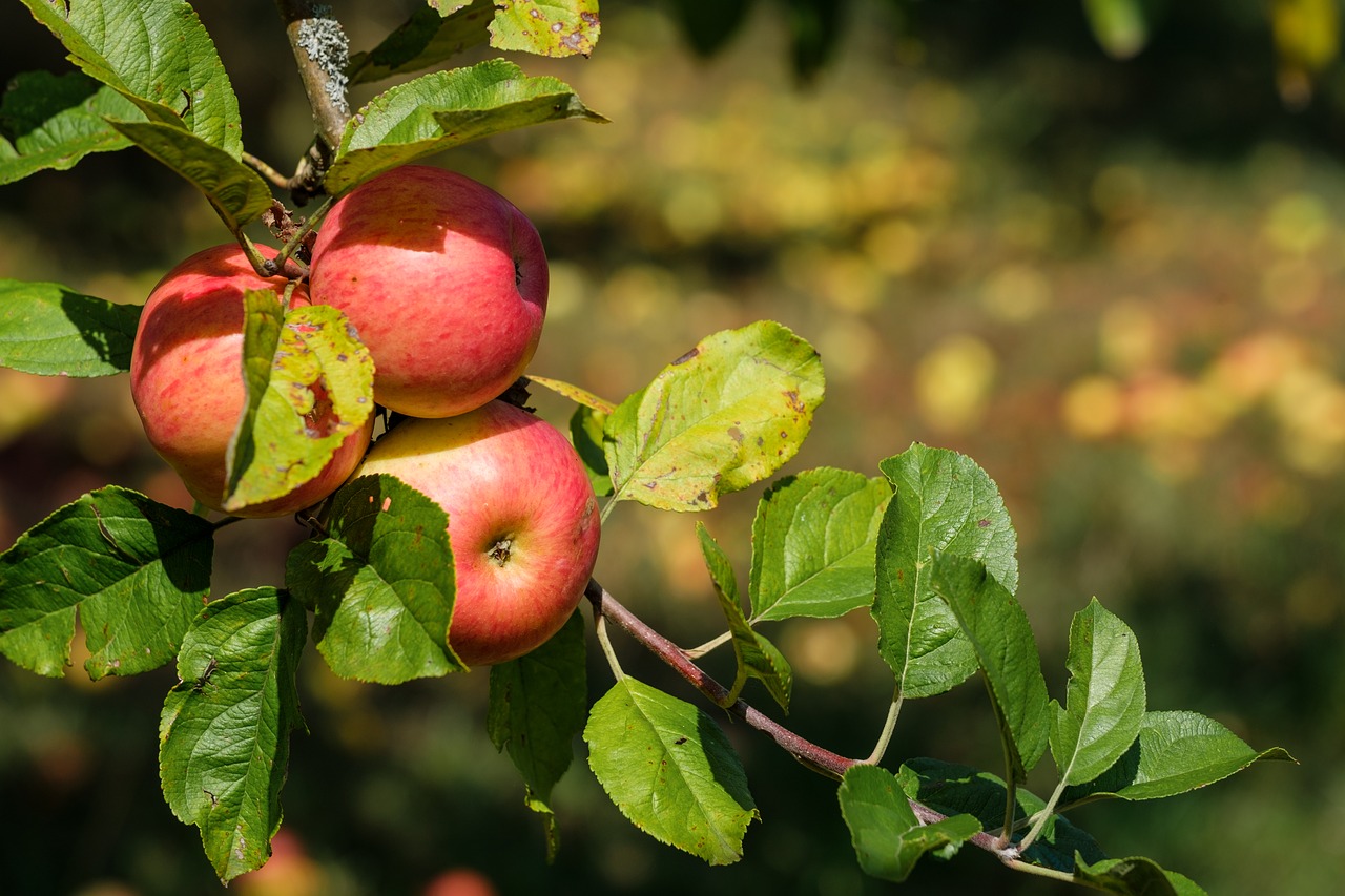 apple  fruit  fruits free photo