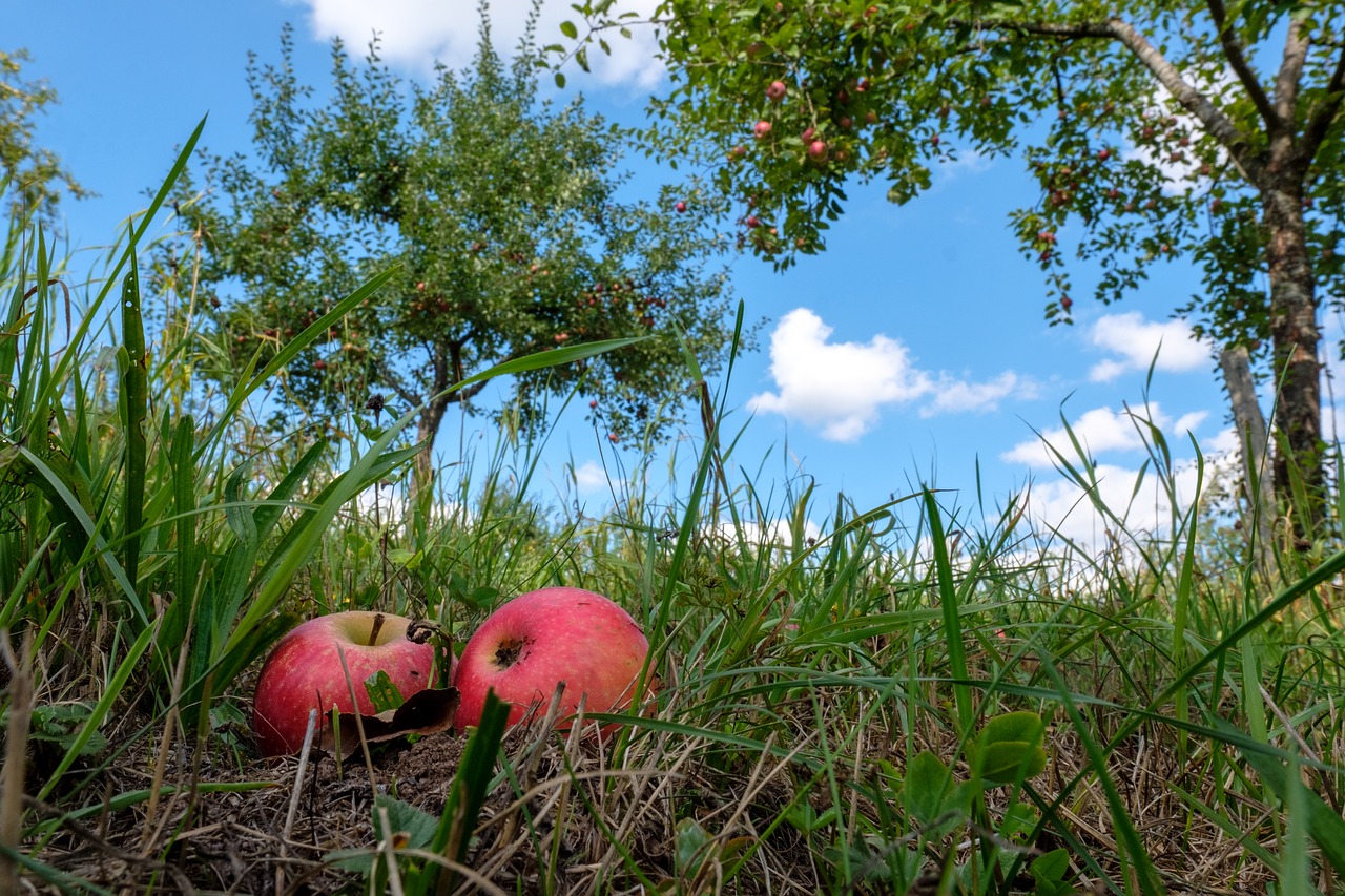 apple  fruit  windfall free photo