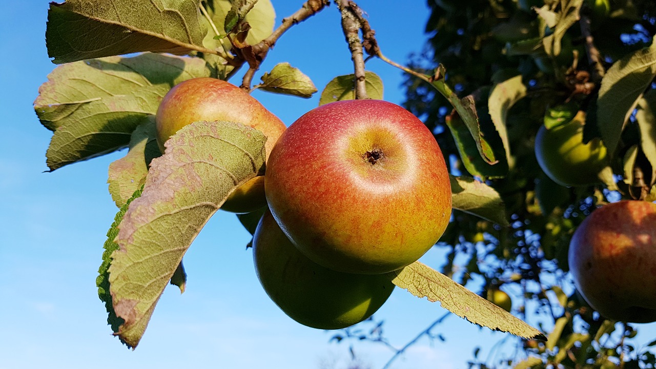 apple  ripe  apple tree free photo